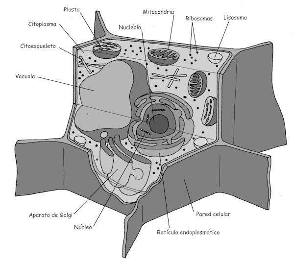 imagenes de la celula vegetal. A) 1: célula vegetal;