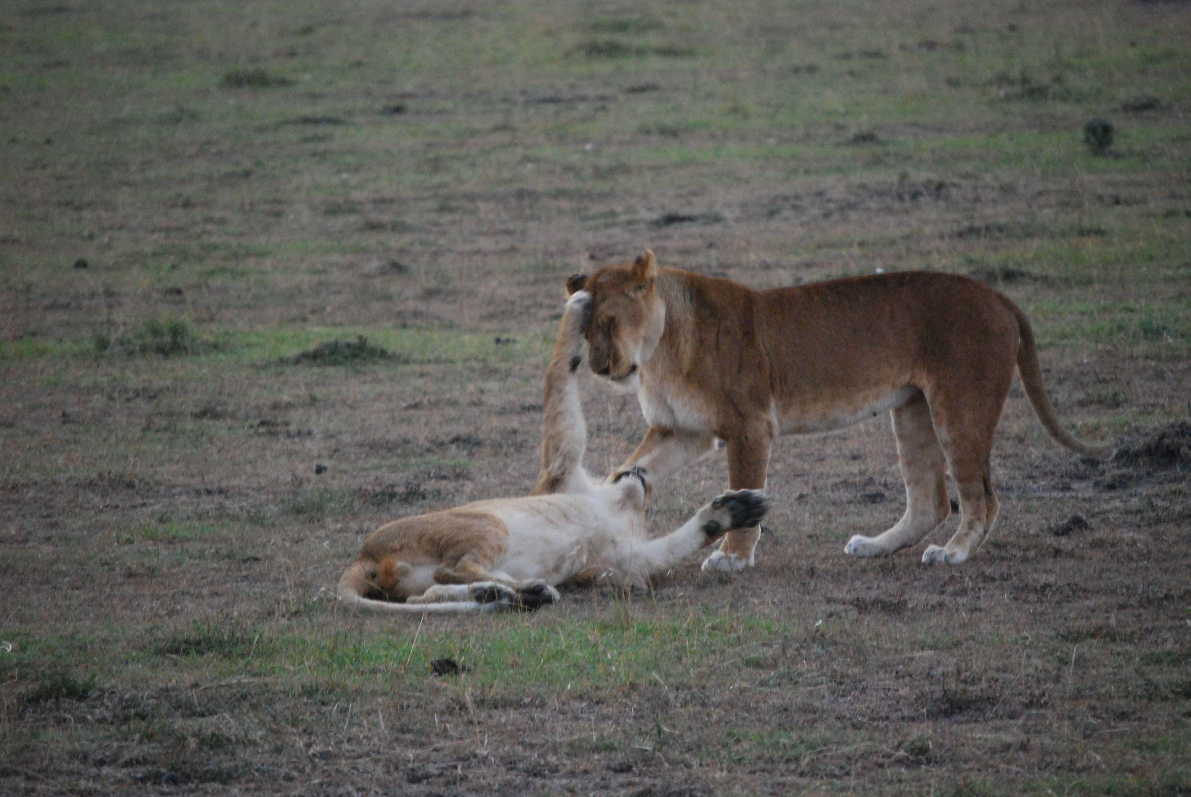 Un montón de leones y un poquito de porno - Regreso al Mara - Kenia (2)